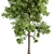 Cottonwood Tree Set 225 3D model small image 2