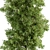 Cottonwood Tree Set 225 3D model small image 3