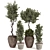 Bohemian Olive Bonsai Bush Pottery 3D model small image 2