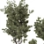 Bohemian Olive Bonsai Bush Pottery 3D model small image 4
