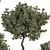 Bohemian Olive Bonsai Bush Pottery 3D model small image 5