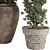 Bohemian Olive Bonsai Bush Pottery 3D model small image 6