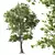 Majestic Angel Oak 3D Models 3D model small image 2