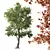 Majestic Angel Oak 3D Models 3D model small image 3