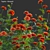 3D Marigold Plant Models - PBR Ready 3D model small image 2