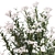 Modern White Blooming Plant Set 3D model small image 2