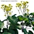 Variegated 3D Plant Models Pack 3D model small image 3