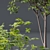 Forest Tree 3D Models Bundle 3D model small image 2