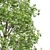 Forest Tree 3D Models Bundle 3D model small image 5