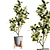 Modern Ficus Elastica Indoor Plant 3D model small image 1