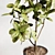 Modern Ficus Elastica Indoor Plant 3D model small image 3