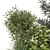Corona Outdoor Bush Plants Set 3D model small image 5