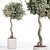 Vintage Olive Tree 3D Model 3D model small image 1