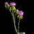 Green Thistle Bouquet in Modern Vase 3D model small image 3