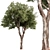 RedGum Tree Set - 216 3D model small image 1