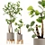 Luxury Indoor Plants Set 3D model small image 1