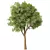 Acacia Blackwood Tree No.42 3D model small image 1