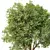 Acacia Blackwood Tree No.42 3D model small image 2