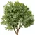 Acacia Blackwood Tree No.42 3D model small image 3