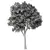 Acacia Blackwood Tree No.42 3D model small image 4