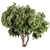 Peppertree Tree Set: Elegant Home Decor 3D model small image 1