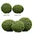 Premium 3D Dwarf Yaupon Holly 3D model small image 3