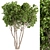 Ficus Benjamina Tree Set 3D model small image 1