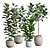 Exotic Ficus Variety Pack 3D model small image 1