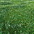 Clover Grass Scene Bundle 3D model small image 4