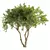 Contemporary Olive Tree Decor Piece 3D model small image 1