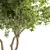 Contemporary Olive Tree Decor Piece 3D model small image 3