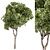  Ficus Benjamina Plant Set 3D model small image 2