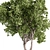  Ficus Benjamina Plant Set 3D model small image 3