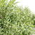 Outdoor Plants Collection Vol.233 3D model small image 5