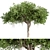 Elegant Chinese Banyan Tree Set 3D model small image 1