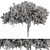 Elegant Chinese Banyan Tree Set 3D model small image 3