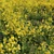Rapeseed Plant 3D Model Scene 3D model small image 1
