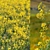 Rapeseed Plant 3D Model Scene 3D model small image 2