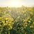 Rapeseed Plant 3D Model Scene 3D model small image 3