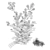 Rapeseed Plant 3D Model Scene 3D model small image 6