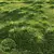 Golden Carex Grass 3D Models 3D model small image 1