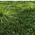 Golden Carex Grass 3D Models 3D model small image 2