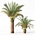 Variety Sago Palm Tree Collection 3D model small image 3