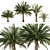 Variety Sago Palm Tree Collection 3D model small image 6