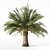 Variety Sago Palm Tree Collection 3D model small image 9