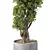 Modern Greenery for Interior Decor 3D model small image 3