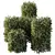 Dwarf Olive Topiary Plants 3D model small image 2