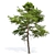 Scots Pine VR Model Kit 3D model small image 3