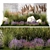 Landscape Plant Collection: Silverberry, Olive, Berberis, Thuja, Hydrangea 3D model small image 1