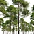 Scots Pine 3D Model Library 3D model small image 2